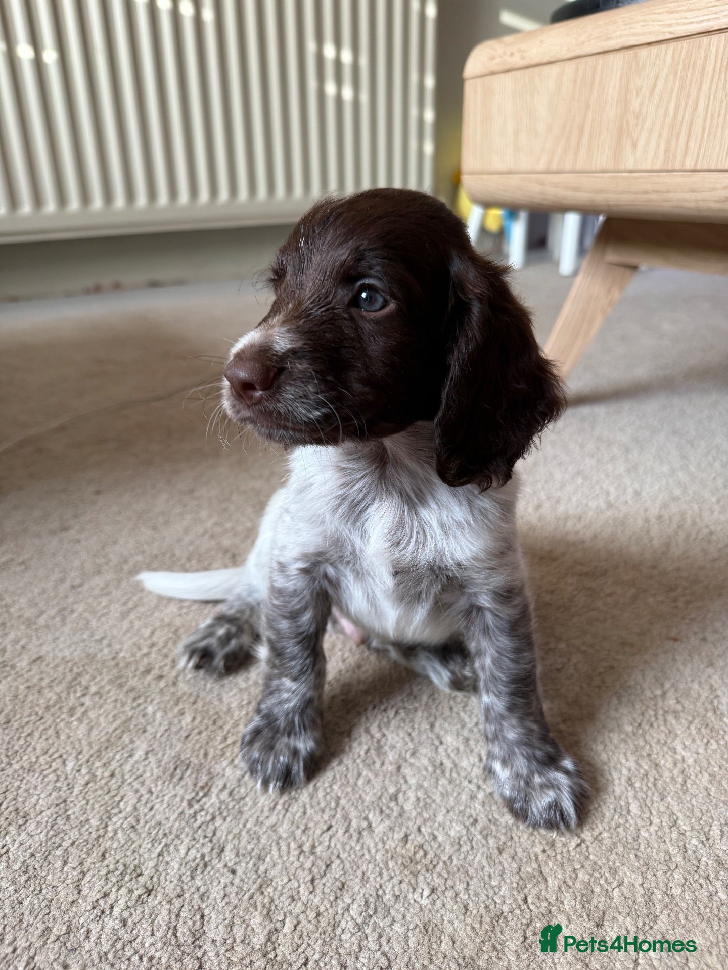 Mixed Breed dogs 1 male puppy left  - Advert 17