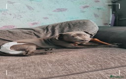 Staffordshire Bull Terrier dogs for sale: 11 month staffy girl - Image 1