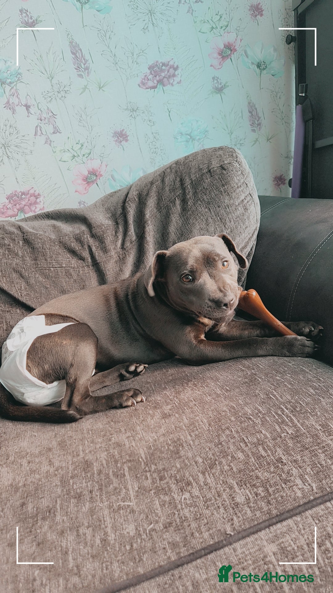 Staffordshire Bull Terrier dogs for sale: 11 month staffy girl - Image 1