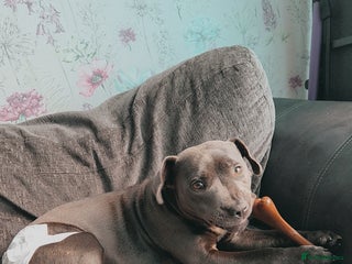 Staffordshire Bull Terrier dogs - Advert 20