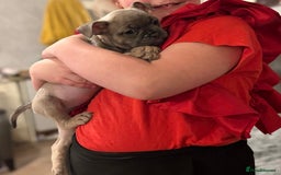 Mixed Breed dogs for sale: French bulldog cross puppies  - Advert 3