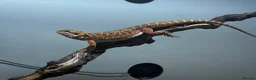 Bearded Dragon reptiles for sale: Zog the bearded dragon  in Leamington Spa - Advert 3