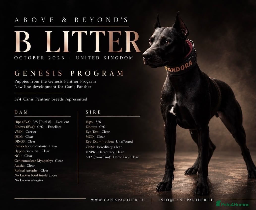 Mixed Breed dogs for sale: Canis Panther, Genesis Panther Puppies - Advert 2