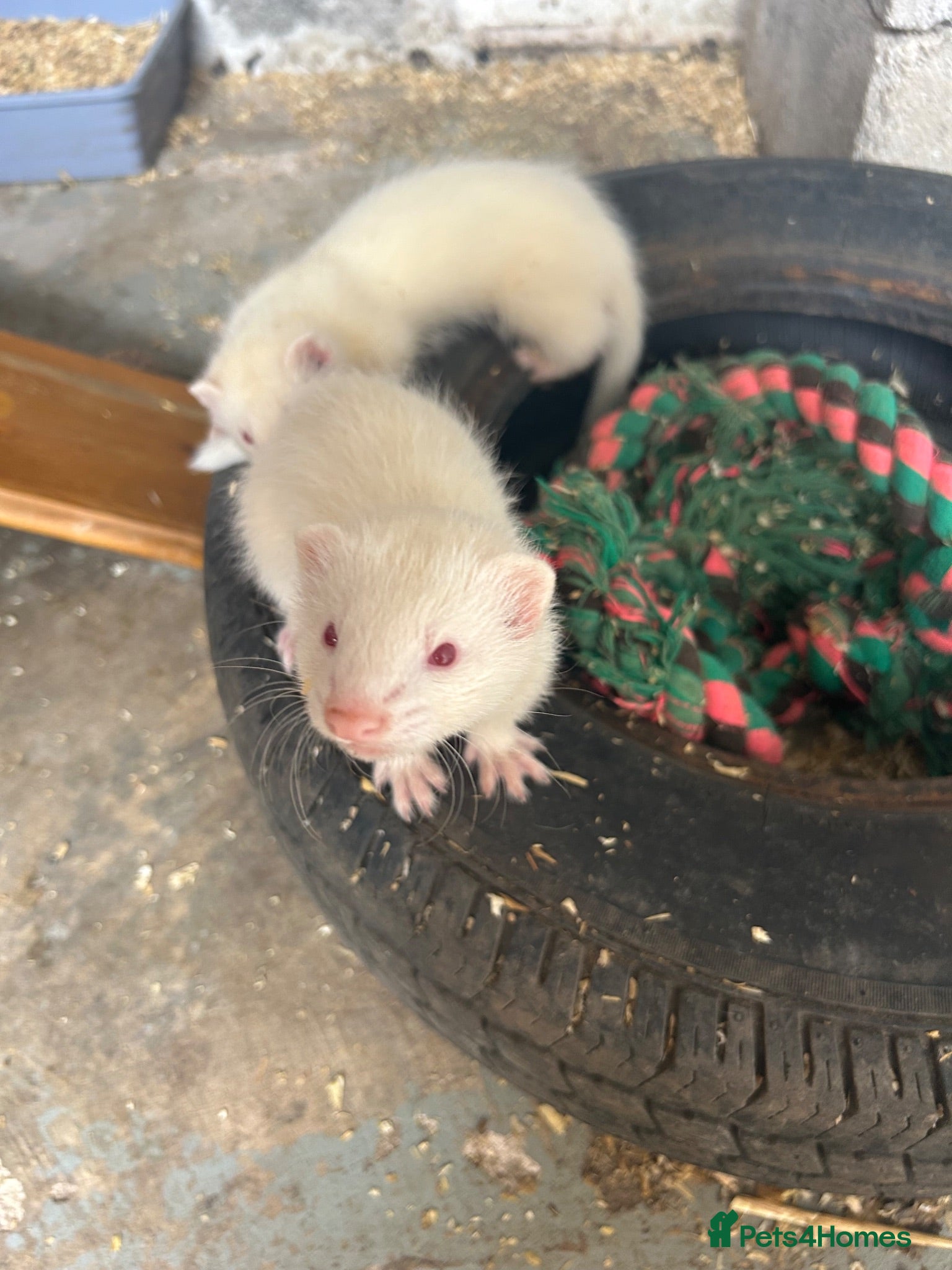 Ferret rodents Albino Ferrets - Advert 12
