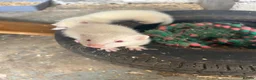 Ferret rodents for sale: Albino Ferrets in Chesterfield - Advert 1