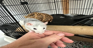 Rat rodents - Advert 3