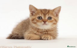 British Shorthair cats for sale: Stunning British shorthair - Image 2