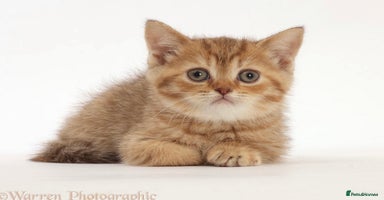 British Shorthair cats - Advert 13