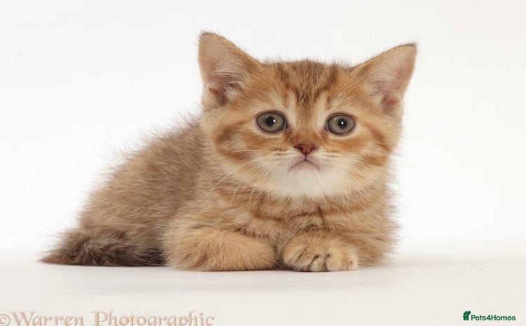 British Shorthair cats - Advert 5