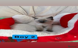 Ragdoll cats for sale: Stunning litter of ragdoll kittens  - Advert 21