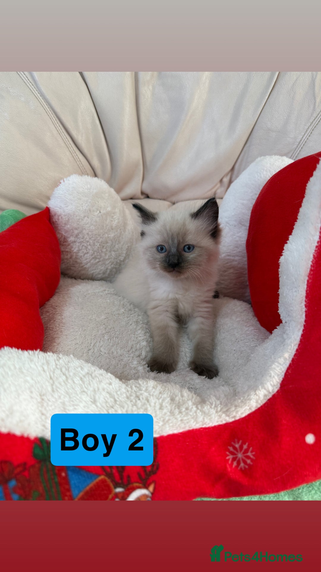 Ragdoll cats for sale: Stunning litter of ragdoll kittens  - Advert 21
