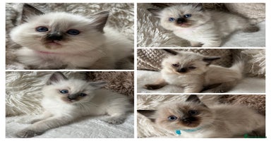 Ragdoll cats - Advert 5