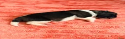 Akita dogs for sale: KC REGISTERED AKITA BEARS.  - Advert 11