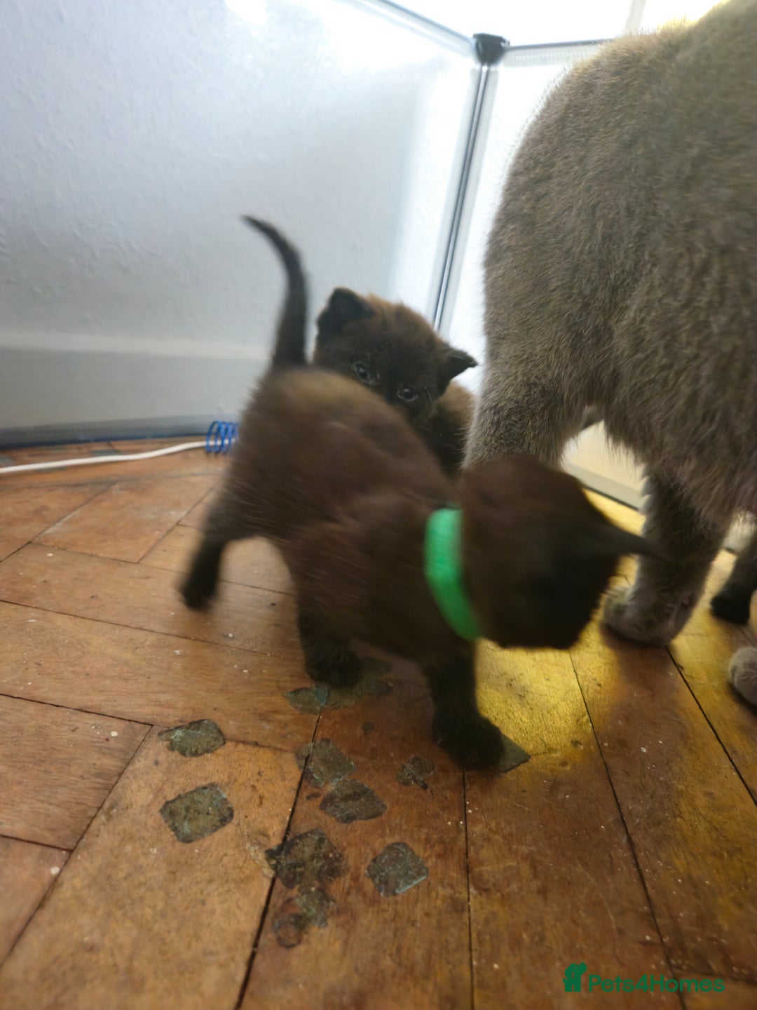 British Shorthair cats for sale: Champion Black British Shorthairs - Image 4
