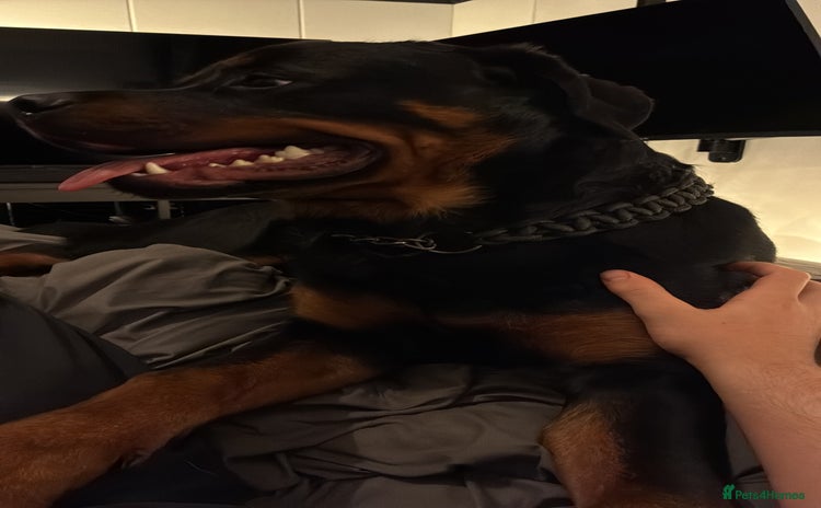 Rottweiler dogs - Advert 9