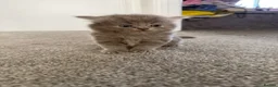 Persian cats for sale: Last kitten available brown tabby  - Advert 2