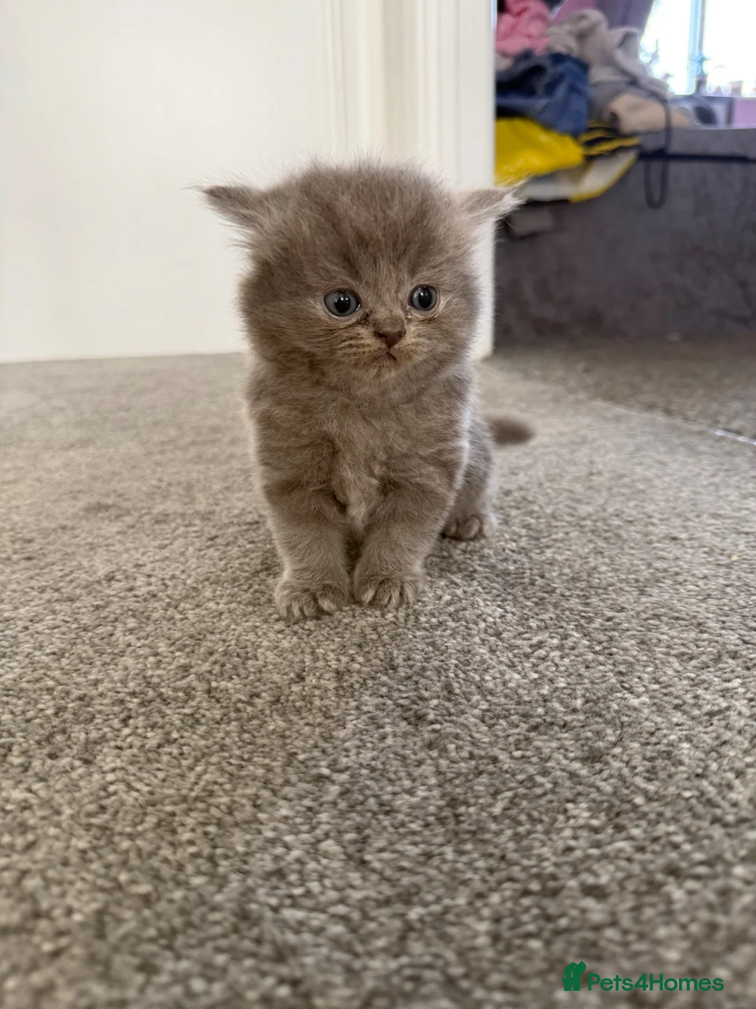 Persian cats for sale: Last kitten available brown tabby  - Advert 2