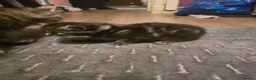 British Longhair cats for sale: Meike - Advert 5