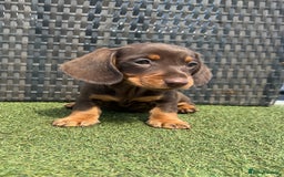 Miniature Dachshund dogs for sale: Stunning miniature dachshund puppies  - Image 3