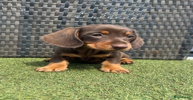 Miniature Dachshund dogs - Advert 12