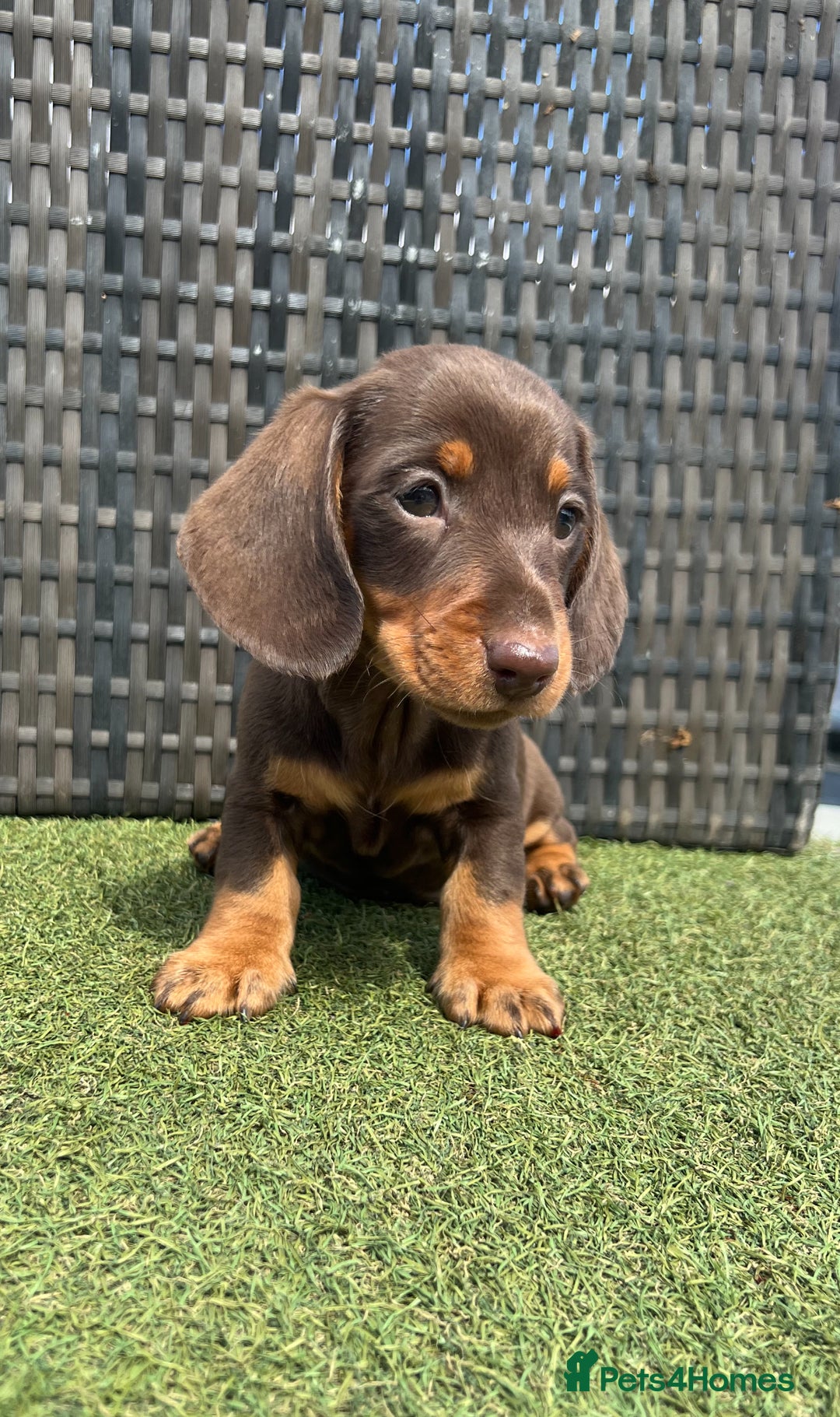 Miniature Dachshund dogs for sale: Stunning miniature dachshund puppies  - Image 3