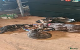 Bengal cats for sale: Mixed bengal kittens   - Image 6