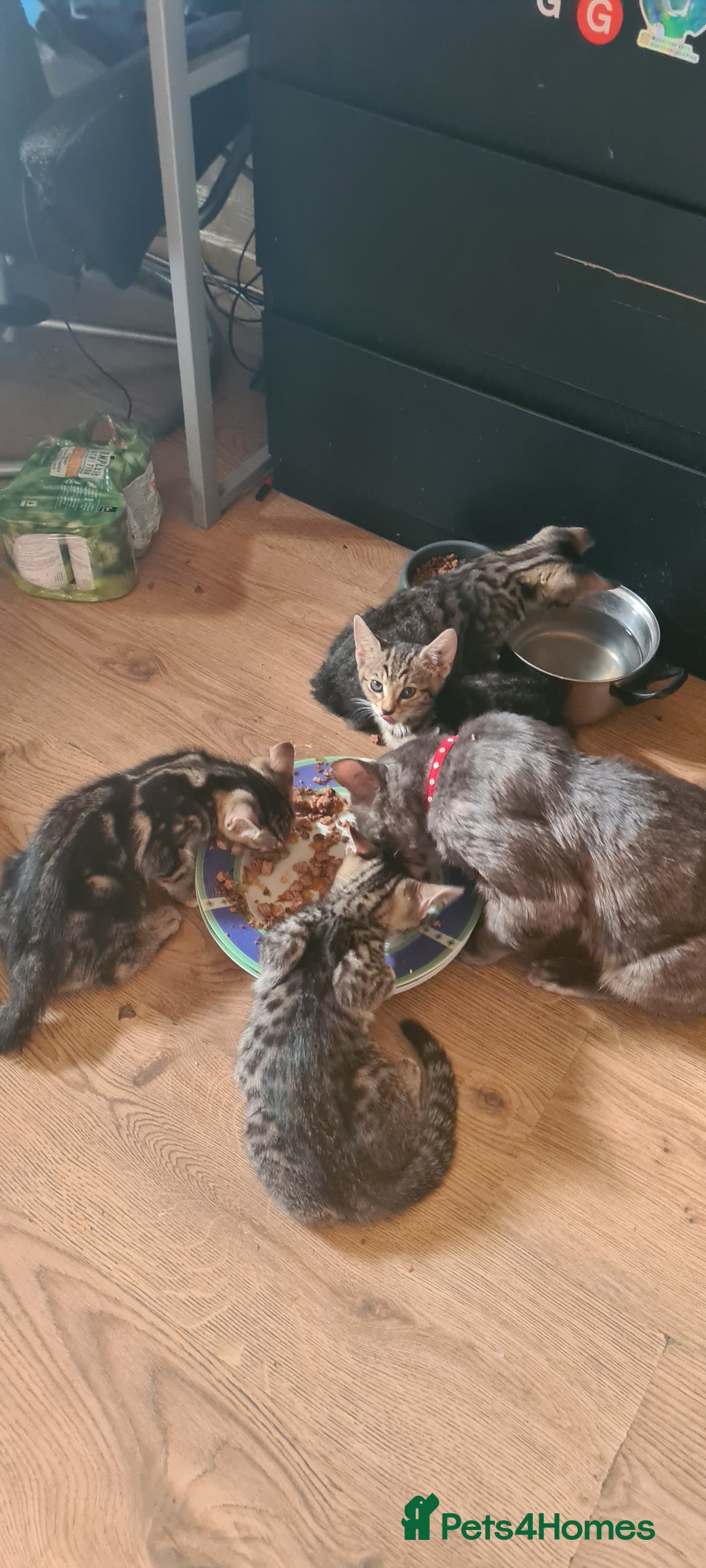 Bengal cats for sale: Mixed bengal kittens   - Image 6