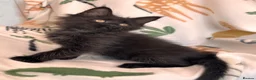 Maine Coon cats for sale: Exceptional TICA Pedigree Maine Coon Kittens - Advert 21