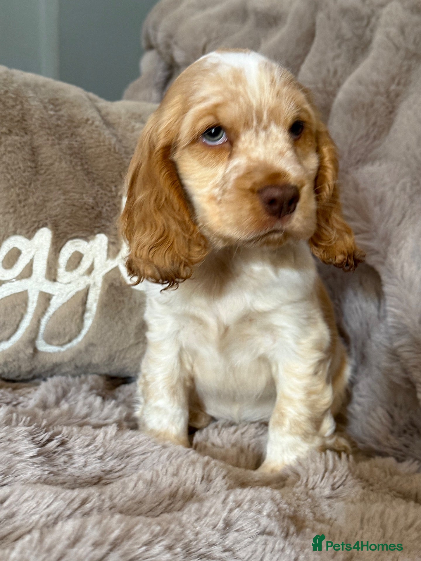 Cocker Spaniel dogs Show Cocker Spaniels boys - Advert 2