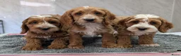 Cockapoo dogs for sale: Beautiful red pups from health tested parents - Advert 2
