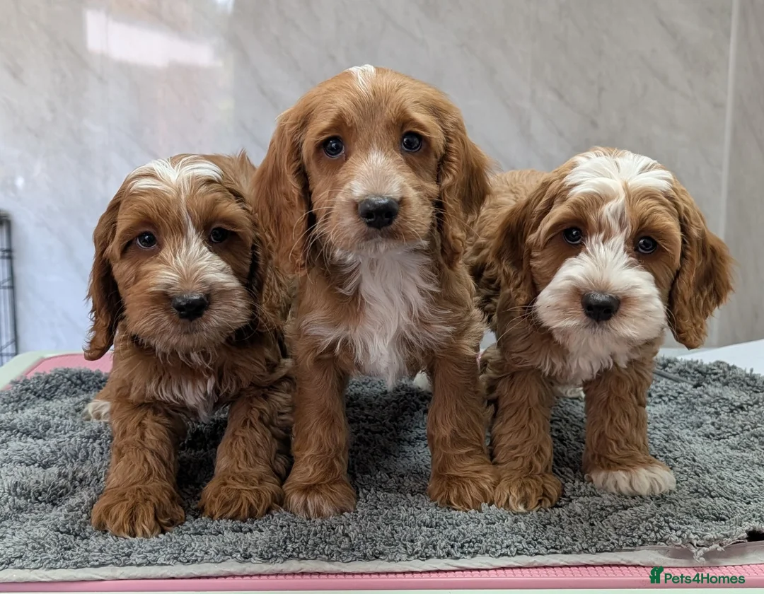 Cockapoo dogs for sale: Beautiful red pups from health tested parents - Advert 2