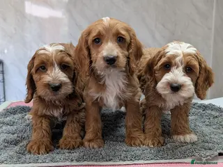 Cockapoo dogs Beautiful red pups from health tested parents - Advert 18