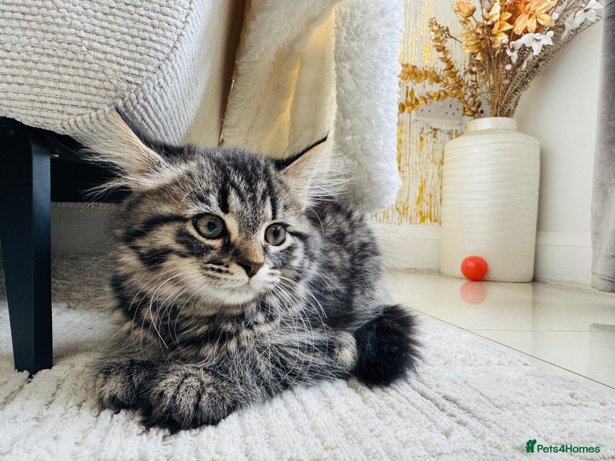 Mixed Breed cats Female Ragdoll X ready for a new home. - Advert 5