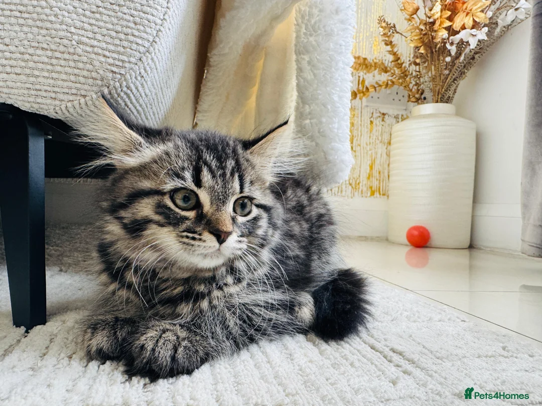 Mixed Breed cats for sale: Female Ragdoll X ready for a new home. - Advert 1