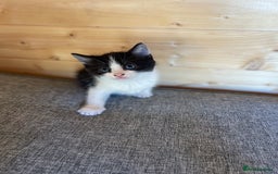 Ragdoll cats for sale: Ragdoll cross kittens  - Image 6