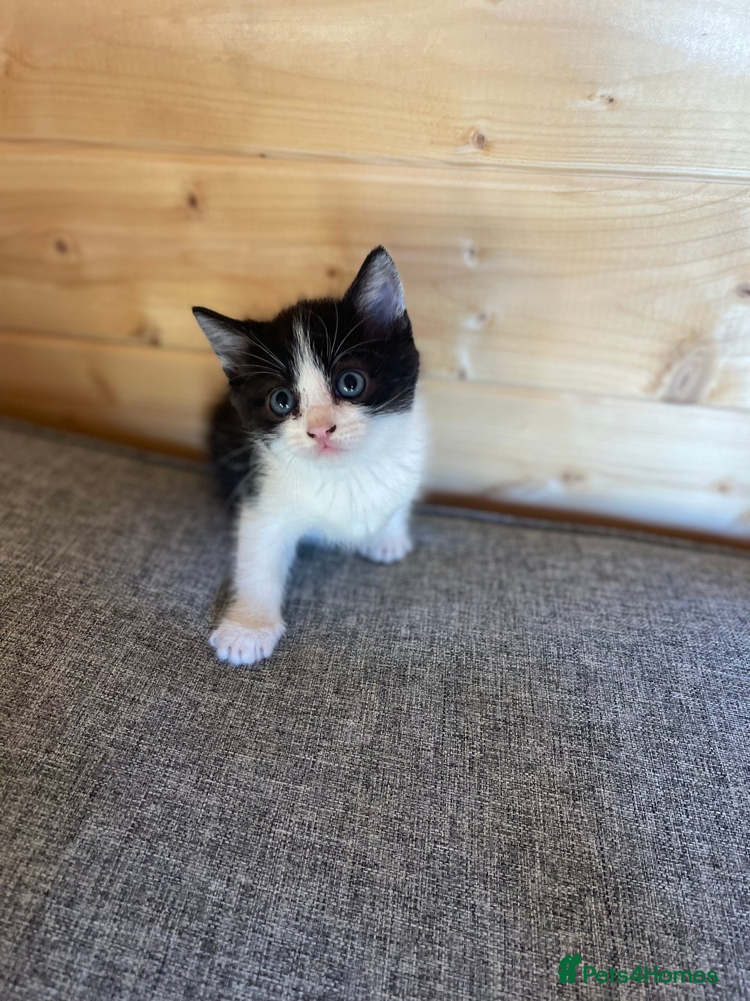 Ragdoll cats for sale: Ragdoll cross kittens  - Image 6