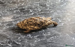 Tortoise reptiles for sale: Tortoise  - Image 1