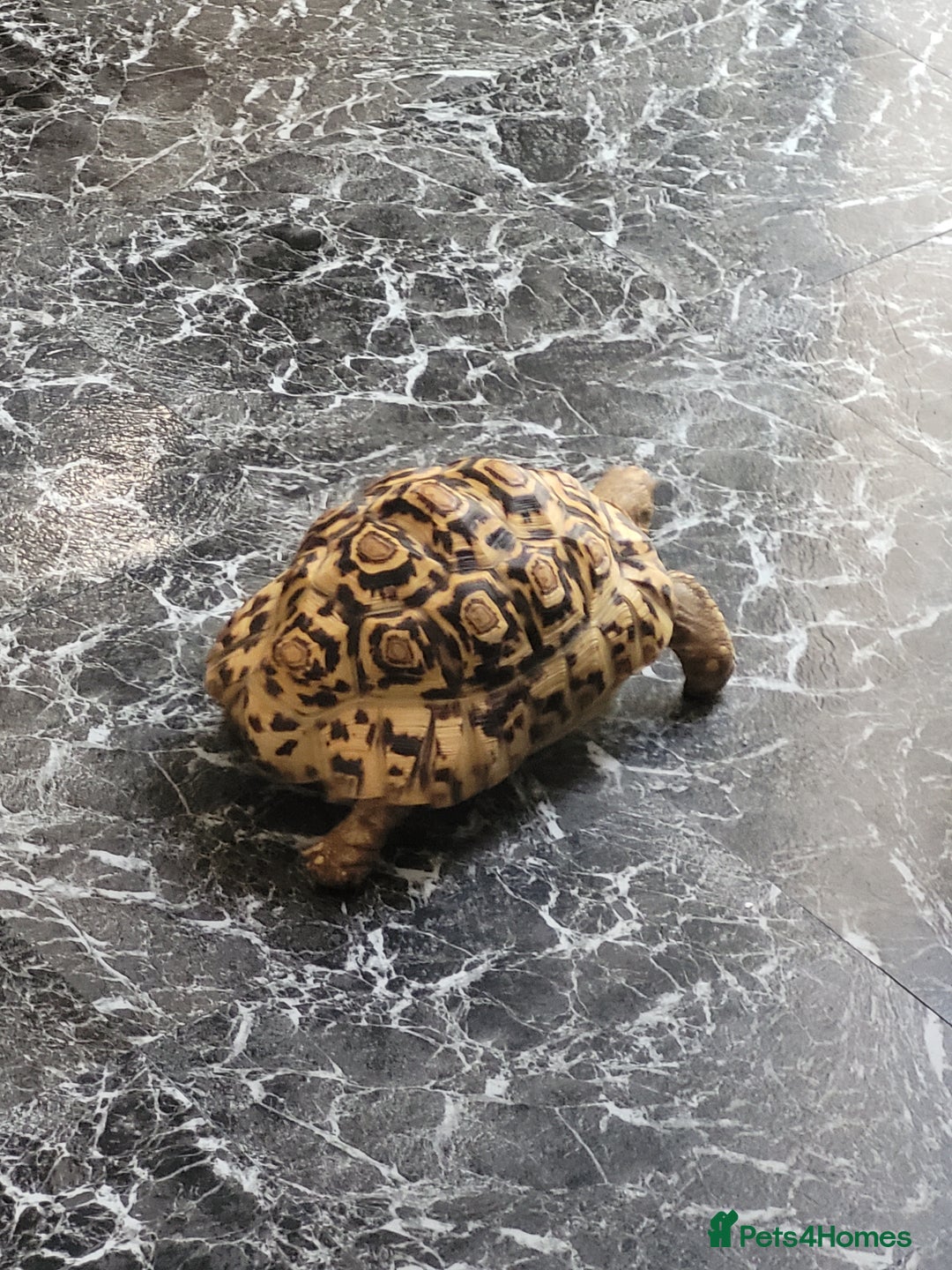 Tortoise reptiles for sale: Tortoise  - Image 1
