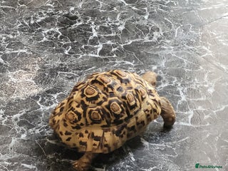 Tortoise reptiles - Advert 5