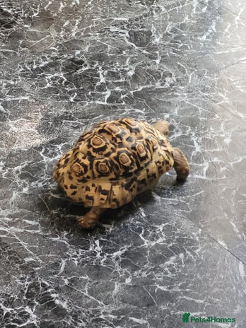 Tortoise reptiles - Advert 3