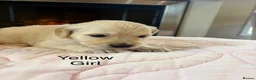 Golden Retriever dogs for sale:     Stunning KC Registered Golden Retriever Pups - Advert 15