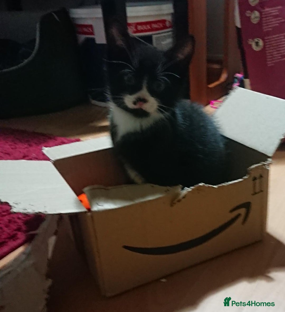 Mixed Breed cats for sale: Beautiful litter of 5 kittens 3 girls 2 boys - Advert 21