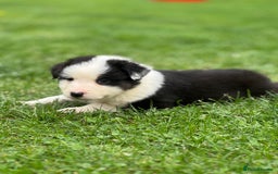 Australian Shepherd dogs for sale: 2 KC registered puppies remaining! Price drop  - Image 9