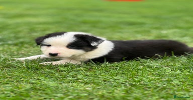 Australian Shepherd dogs - Advert 16