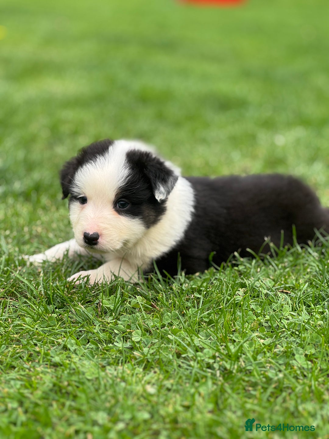 Australian Shepherd dogs for sale: 2 KC registered puppies remaining! Price drop  - Image 9