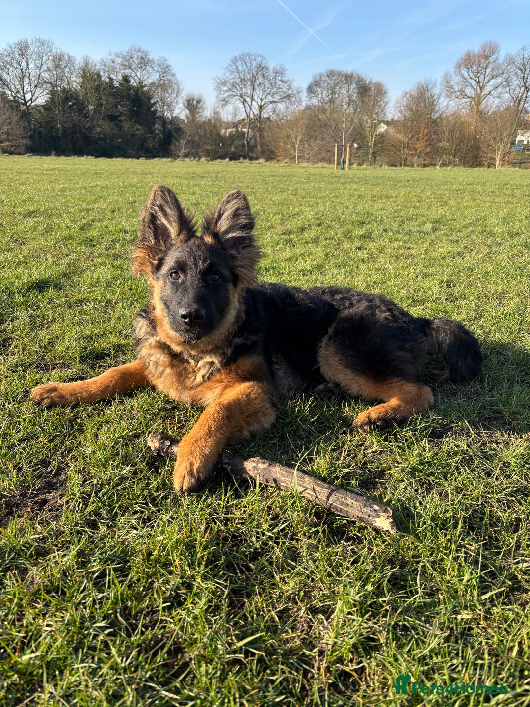 German Shepherd dogs for sale: Rehoming 1 Year Old Male German Shepherd - Advert 37