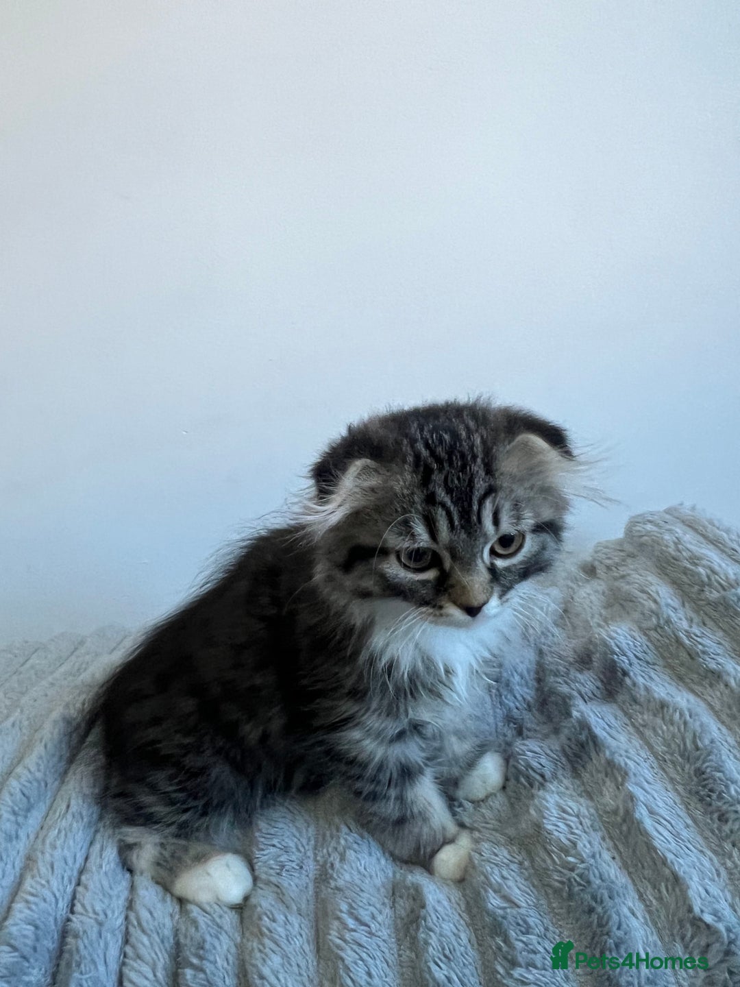 Scottish Fold cats for sale: Long hair Scottish fold kittens - Advert 13
