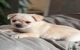 Pug dogs for sale: Adorable Pug x Pomeranian Puppies, Ready Today. - Image 13