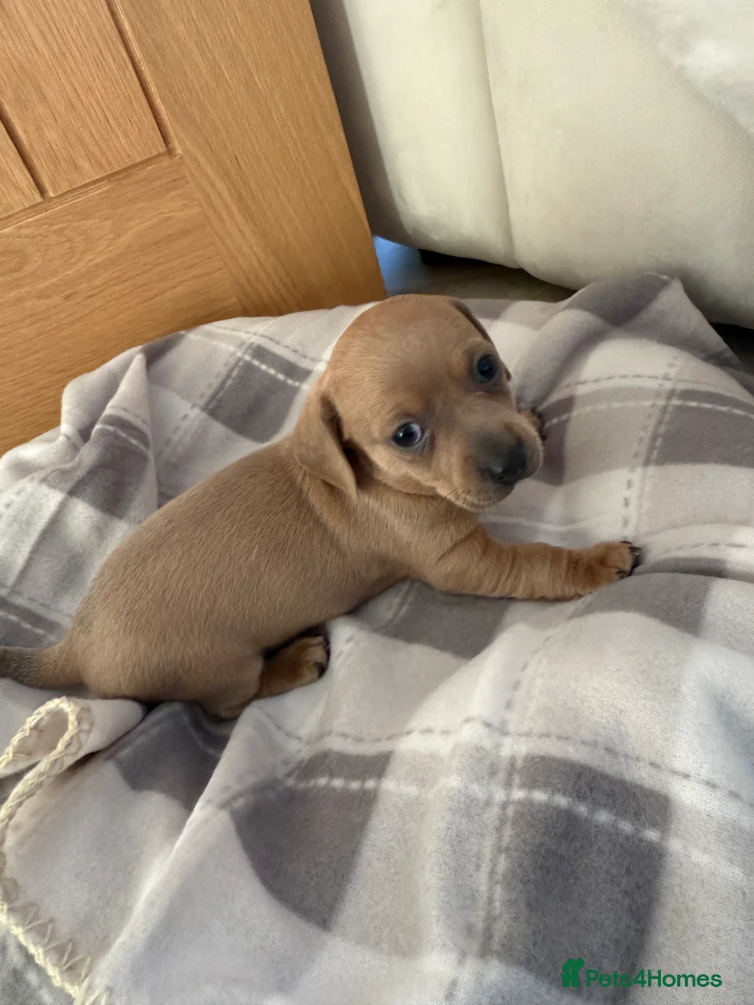 Chiweenie dogs for sale: Beautiful Chiweenie For sale - Advert 4