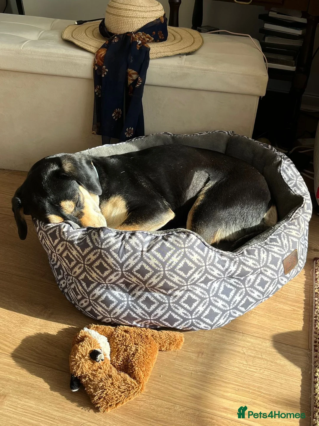 Mixed Breed dogs for adoption: Thea — a gentle soul with the softest heart in Cambridge - Advert 2